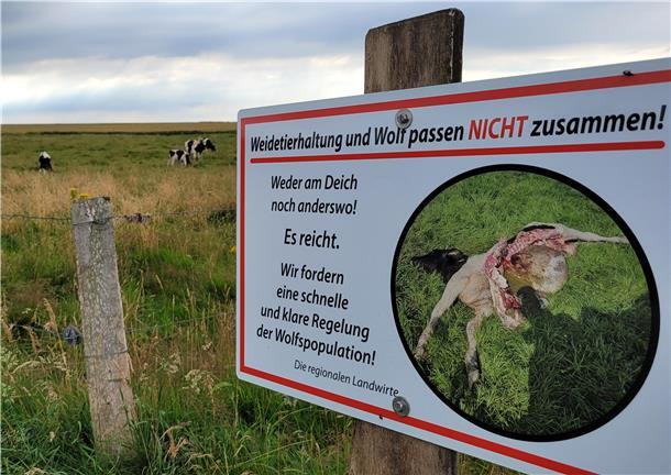 Seit Kurzem verweist ein Schild der Landwirte auf den jüngsten Riss eines jungen Rindes auf der dahinter liegenden Weide und mahnt die damit verbundene Wolfs- und Weideproblematik im Vordeichland an.