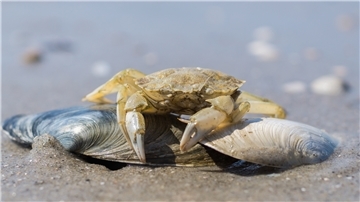Seit mindestens zwei Jahren kommen Strandkrabbensammler regelmäßig nach Eckwarderhörne. Vor allem an den Wochenenden. Das passt nicht jedem. Allerdings: Weil die Fischerei für den Privatgebrauch an der niedersächsischen Küste nicht beschränkt ist, darf jeder für den Privatgebrauch Strandkrabben fangen.