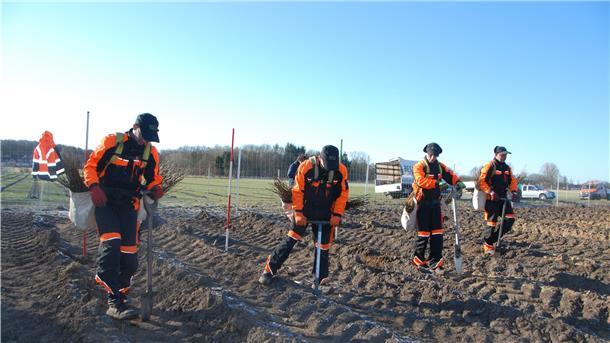 Seite an Seite voran am frühlingsfrischen Freitag: Das Team der beauftragten Baumschule setzt am Langen Berg die ersten Bäume.