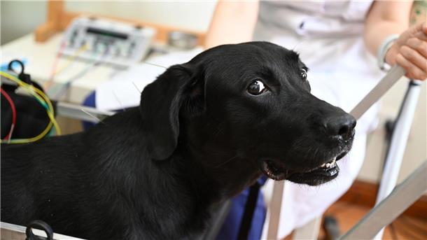 Shilius Herrchen brachte die Hündin wegen Problemen mit den Hinterbeinen in das Beijing Guanshang Tierkrankenhaus.