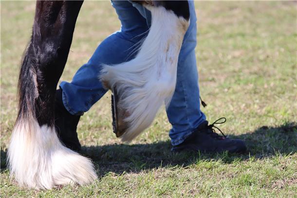 Shire-Horses gelten als die größte Pferderasse der Welt. Nicht nur ihre Widerris...