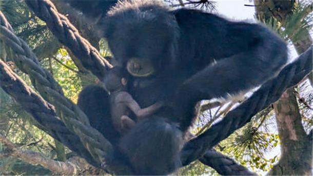 Ein Affen-Baby trinkt von der Brust seiner Mutter.