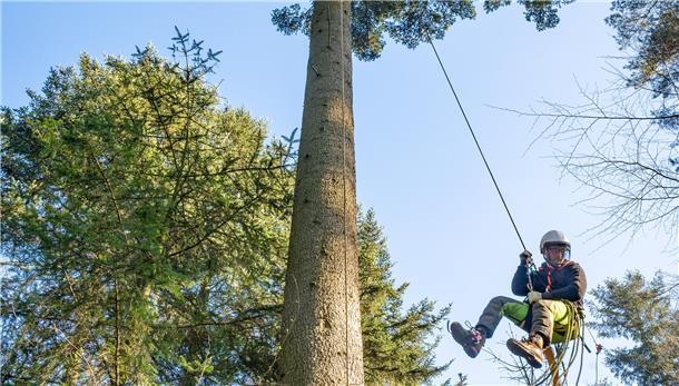 Die Kronen-Kletterer, die im Cuxland den Wald retten Sicherheit ist alles: Lars Daniel seilt sich vorsichtig von einer Weißtanne im Kührstedter Wald ab. Der junge Mann hat etliche Reiser aus der ersten Krone geschnitten. Die nächste Weißtanne wartet schon.
