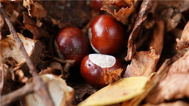 Was ist eigentlich so toll am Herbst? Sie liegen derzeit überall: Kastanien. (Archivbild)
