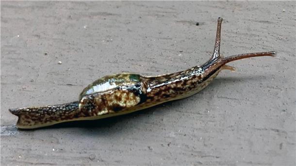 Unbekannte Art von Halbnacktschnecke in Brunei entdeckt Sie tragen zwar Häuser auf dem Rücken, jedoch sind diese zu klein, als dass sich die Weichtiere in sie zurückziehen könnten.