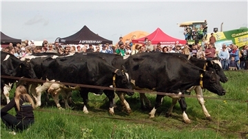 Kühe stürmen auf die Weide