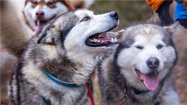 Mit Hundeschlitten durch die Heide Sieben Alaskan-Malamutes Schlittenhunde von Alexandra Krüger, deutsche Meisterin im Schlittenhunderennen.