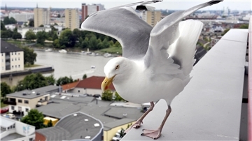 Silbermöwe landet gekonnt auf einem Dach in Bremerhaven.