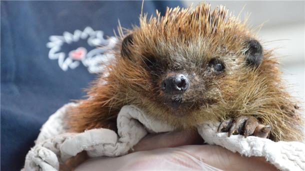 „Silver“ wird dieser Igel von seiner Pflegerin genannt. Sie wählt für die Tiere in der Regel Namen mit einem Anfangsbuchstaben, der sich nach seinem Fundort richtet.