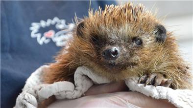 „Silver“ wird dieser Igel von seiner Pflegerin genannt. Sie wählt für die Tiere in der Regel Namen mit einem Anfangsbuchstaben, der sich nach seinem Fundort richtet.