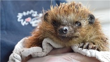 „Silver“ wird dieser Igel von seiner Pflegerin genannt. Sie wählt für die Tiere in der Regel Namen mit einem Anfangsbuchstaben, der sich nach seinem Fundort richtet.