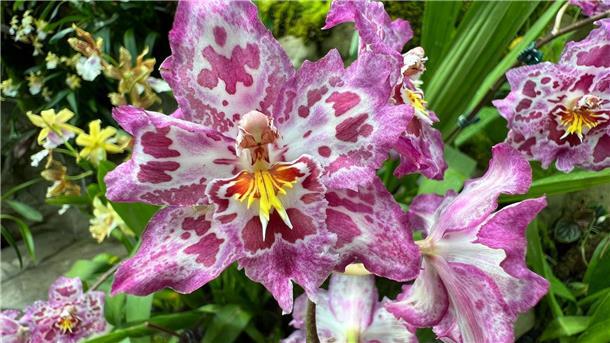 Pandas und Blumen: Wie Asien charmante Diplomatie betreibt Singapur benennt einige seiner Orchideen nach berühmten Politikern.