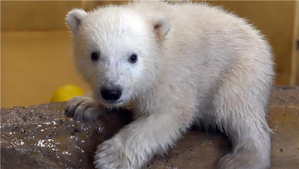 Skeptischer Blick: Bisher hatten die noch namenlosen Eisbären-Zwillinge im Zoo am Meer im leeren Becken geschlafen. Jetzt ist es voller Wasser - um die beiden auf das Außengehege vorzubereiten. 