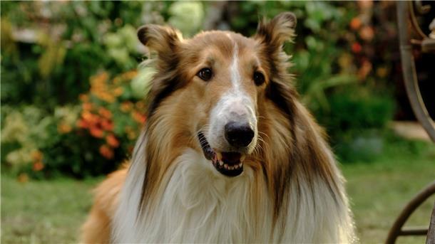Smart, cool, lieb und klug: Lassie.