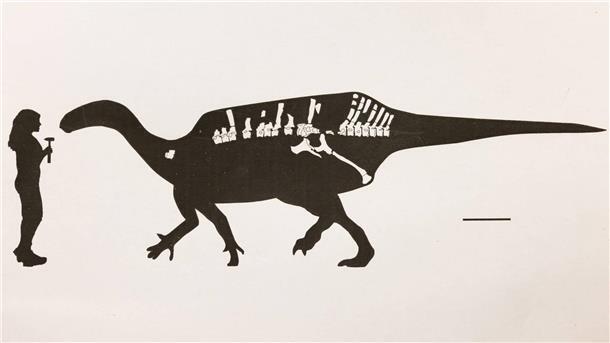 Rätsel auf dem Dino-Rücken So groß war der neu entdeckte Dinosaurier im Vergleich zu einem Menschen.