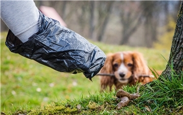 Das Foto zeigt, wie eine  Person eine Plastiktüte über einen Hundehaufen stülpt. 