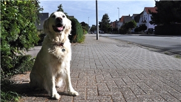 So kannten die Nordenhamer Emily viele Jahre lang. Sie saß am Mittelweg und wartete auf ihre Freunde. Am Montag ist Nordenhams bekannteste Hündin im Alter von 13 Jahren gestorben.