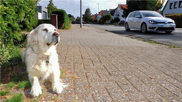 So kennt man Emily. Sie sitzt am Mittelweg und beobachtet das Geschehen.