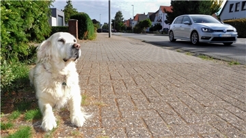 So kennt man Emily. Sie sitzt am Mittelweg und beobachtet das Geschehen.