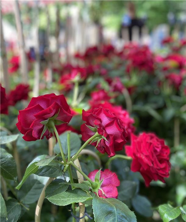 So prächtig wie diese Rosen war die gesamte Landpartie.