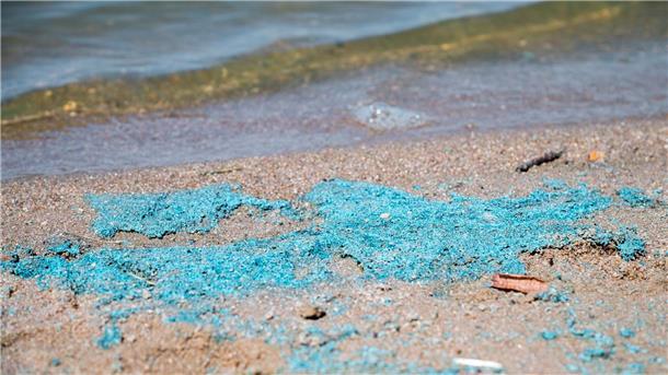 Blaualgen sind an einem Badestrand zu sehen.