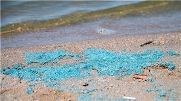 Blaualgen sind an einem Badestrand zu sehen.