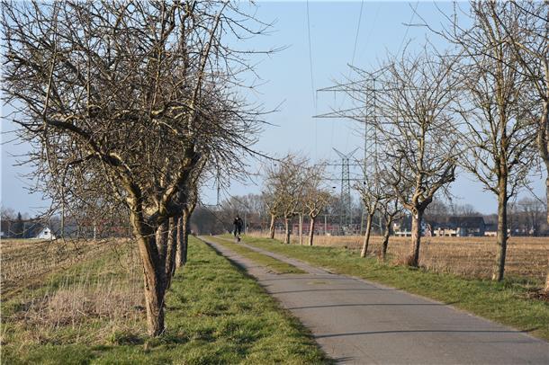 Das Foto zeigt den mit Obstbäumen gesäumten Weg. 