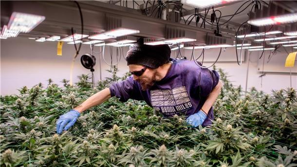 Nur NRW hat mehr Cannabis-Clubs genehmigt als Niedersachsen So sieht legaler Anbau aus: In Cannabis-Clubs darf seit einem Jahr ganz offiziell gegärtnert werden. (Archivbild)