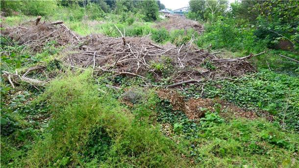 Das Ende der wilden Räuberhöhlen: Leherheider bekommen neues Wohnquartier So struppig war das Gelände bis vor Corona: Idealer Unterschlupf für marodierende Jugendgangs in Bremerhavens drittgrößtem Stadtteil Leherheide.