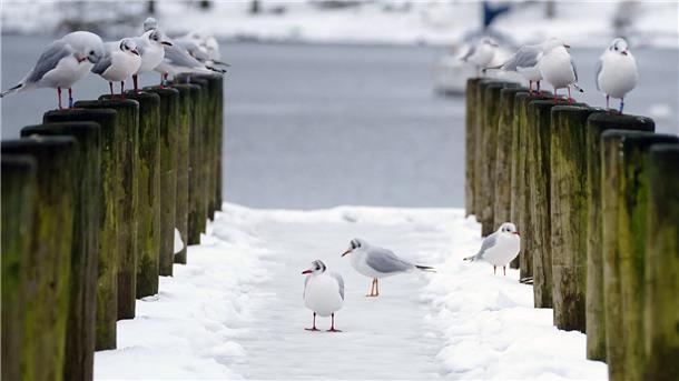 Möwen: ein Gefühl wie im Urlaub, dabei ist es Arbeit Drei Möwen auf einem verschneiten Pier, weitere Möwen sitzen auf den Pollern zu beiden Seiten. Im Hintergrund die graue See. Es ist winterlich.