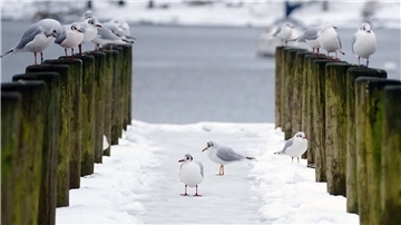 Drei Möwen auf einem verschneiten Pier, weitere Möwen sitzen auf den Pollern zu beiden Seiten. Im Hintergrund die graue See. Es ist winterlich.