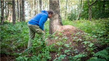 Sönke Hofmann vom Naturschutzbund Bremen (Nabu) mit einem Ameisenhaufen im Reinkenheider Forst