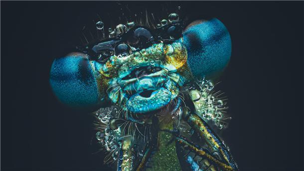 Makroaufnahme des Kopfes einer Libelle mit leuchtend blauen Facettenaugen. Feine Haare und Wassertröpfchen sind in großer Detailtiefe sichtbar.