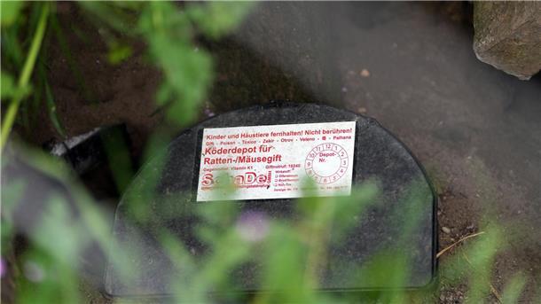 Das Iiih-Gefühl: Ratten und ihre Folgen Solche Köder-Fallen helfen bei der Rattenbekämpfung.