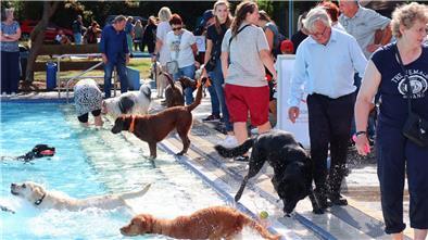 Sonne, Wasser – und jede Menge Fellnasen, die ganz aus dem Häuschen sind: Das ist der Hundebadetag 2025.