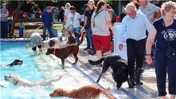 Sonne, Wasser – und jede Menge Fellnasen, die ganz aus dem Häuschen sind: Das ist der Hundebadetag 2025.