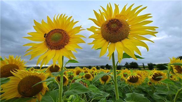 Juli 2023 war erneut zu warm - Regen-Soll übertroffen Sonnenblumen leuchten in Gelb vor dem regengrauen Himmel am Erfurter Stadtrand.