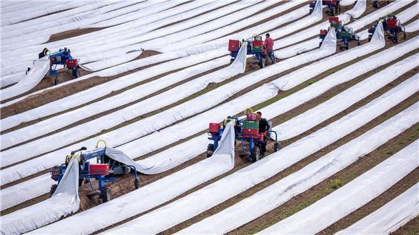 Initiative kritisiert Arbeitsbedingungen für Erntehelfer Spargelernte in Deutschland: Rund 243.000 Menschen aus dem Ausland arbeiteten 2023 auf deutschen Feldern (Archivbild).