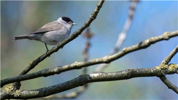 Vogel der Art Mönchsgrasmücke