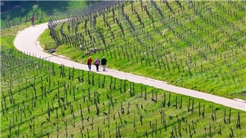 Spaziergänger genießen bei schönem Wetter die Weinberge nahe Stuttgart-Rotenberg und Uhlbach.