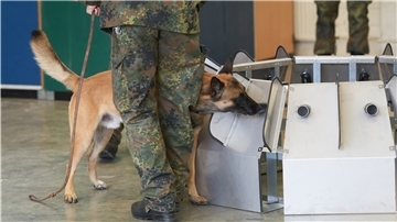Spürnase in Ausbildung: Ein Hund hat einen etwa 1000 Mal besserenGeruchssinn als ein Mensch – und kann Infektionen riechen.
