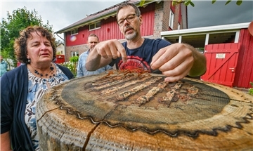 Blick in einen Bienenstock im Baumstumpf