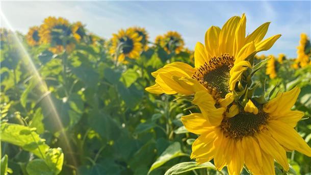 Statt Herbstgrau - Sonne pur: Ein Riesenfeld voller blühender Sonnenblumen vor den Toren Bremerhavens - unmittelbar vor dem 1. November.