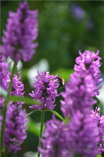 Hummel in einer lila Staude
