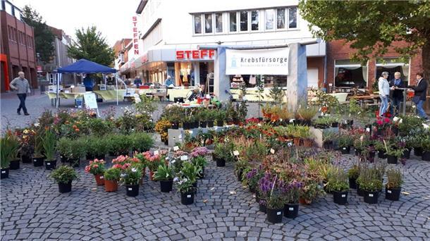 Viele Stauden stehen vor dem Gauß-Brunnen. 