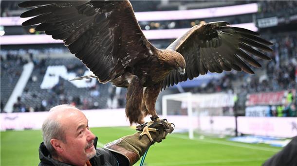 Steinadler Attila hat eine Flügelspannweite von fast zwei Metern.
