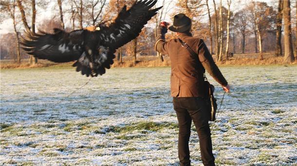 Falkner üben für die revierübergreifende Jagd Steinadler „Lara“ mit elegantem Flug zurück auf die Faust von Falkner Robert Peters. Fotos: Bonath