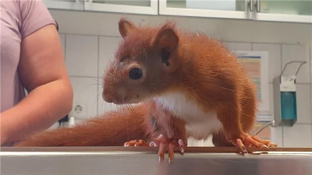 Ein Eichhörnchen auf dem Behandlungstisch einer Tierarztpraxis.