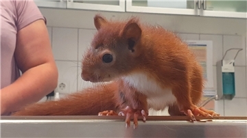 Ein Eichhörnchen auf dem Behandlungstisch einer Tierarztpraxis.