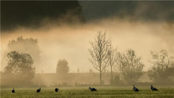 Bilder des Tages Störche hocken im morgendlichen Nebel.